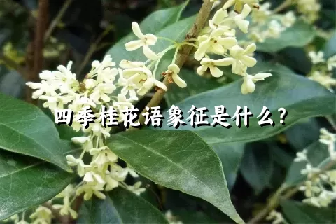 四季桂花语象征是什么？