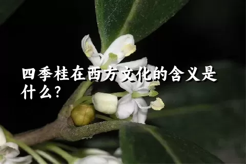 四季桂在西方文化的含义是什么？