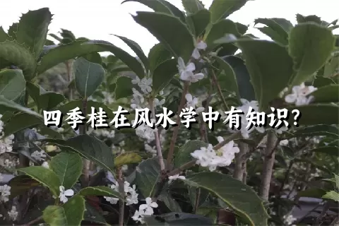 四季桂在风水学中有知识？