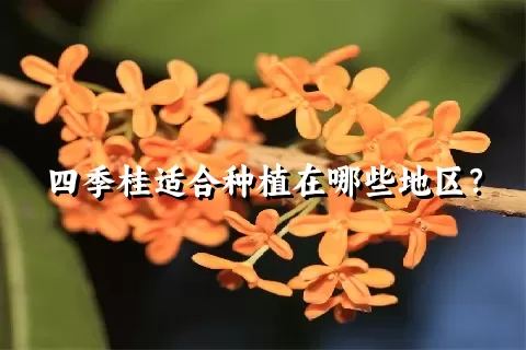 四季桂适合种植在哪些地区？