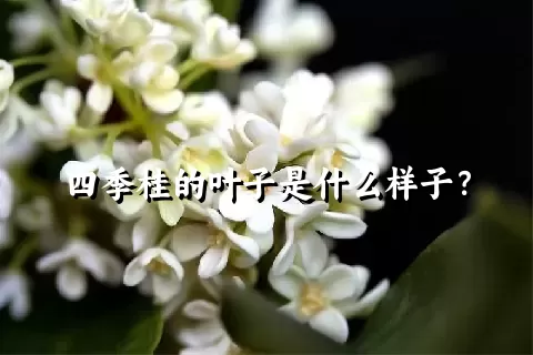 四季桂的叶子是什么样子？