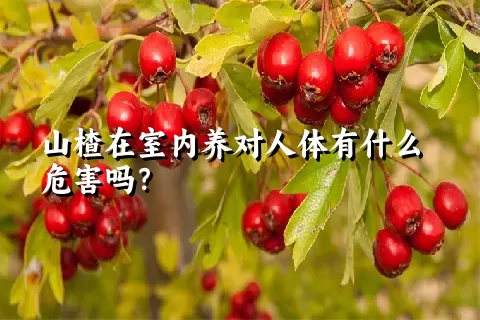 山楂在室内养对人体有什么危害吗？