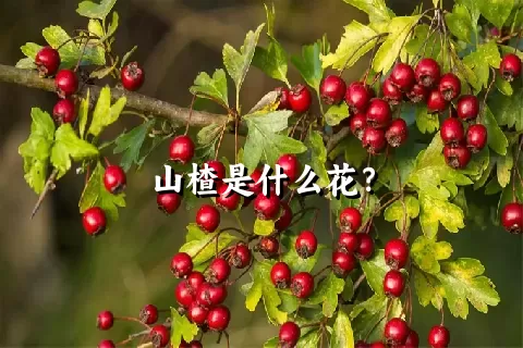 山楂是什么花？