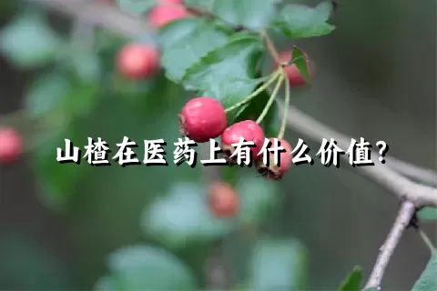 山楂在医药上有什么价值？