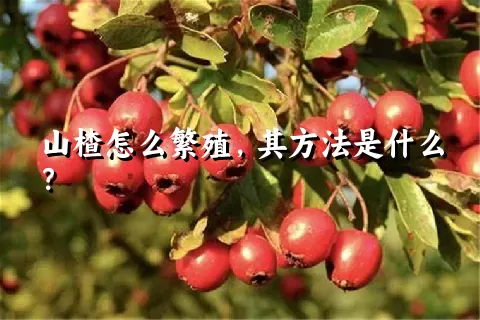 山楂怎么繁殖，其方法是什么？