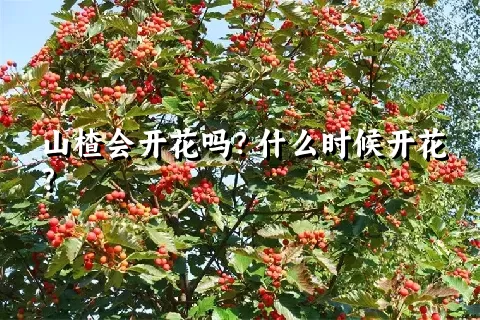 山楂会开花吗？什么时候开花？