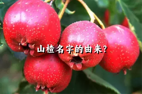 山楂名字的由来？