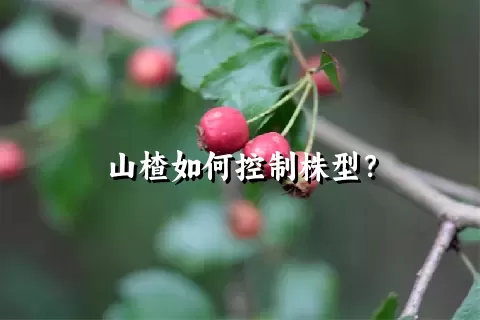 山楂如何控制株型？