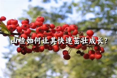 山楂如何让其快速茁壮成长？