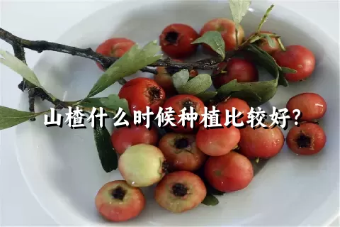 山楂什么时候种植比较好？