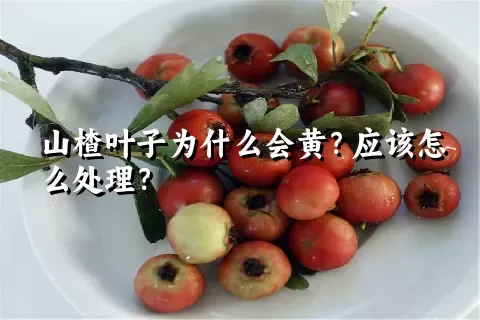 山楂叶子为什么会黄？应该怎么处理？