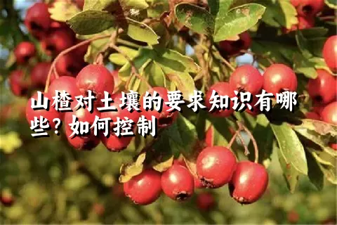 山楂对土壤的要求知识有哪些？如何控制