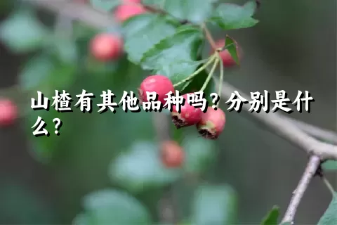 山楂有其他品种吗？分别是什么？