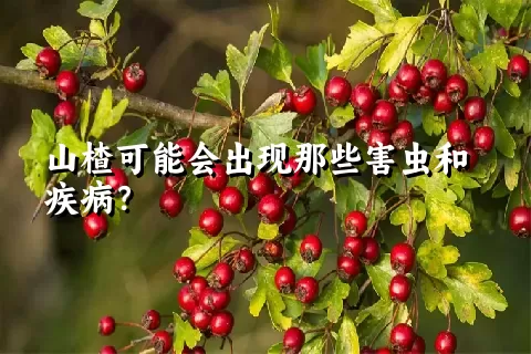 山楂可能会出现那些害虫和疾病？