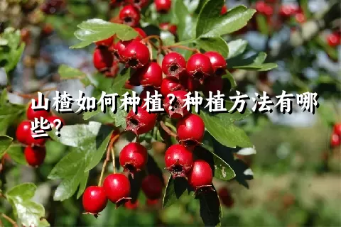 山楂如何种植？种植方法有哪些？