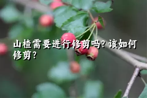 山楂需要进行修剪吗？该如何修剪？