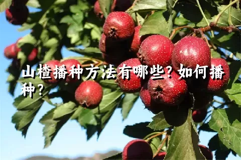 山楂播种方法有哪些？如何播种？