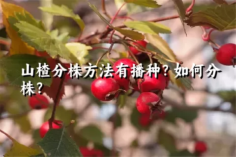 山楂分株方法有播种？如何分株？