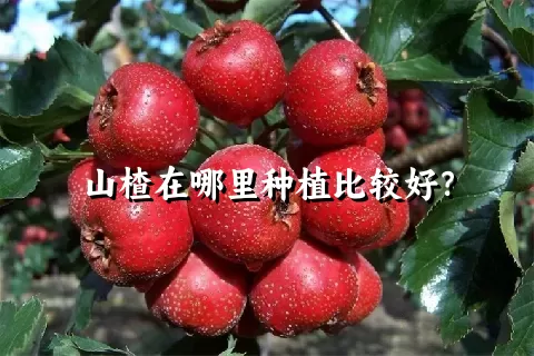 山楂在哪里种植比较好？