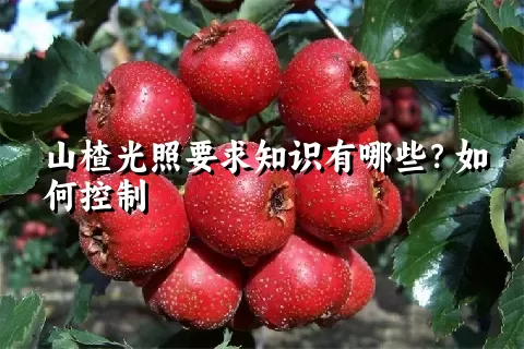 山楂光照要求知识有哪些？如何控制