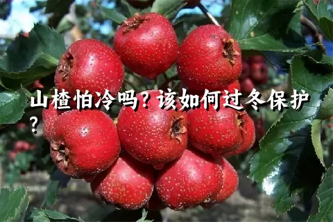 山楂怕冷吗？该如何过冬保护？