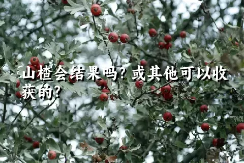 山楂会结果吗？或其他可以收获的？