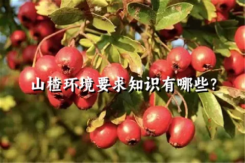 山楂环境要求知识有哪些？