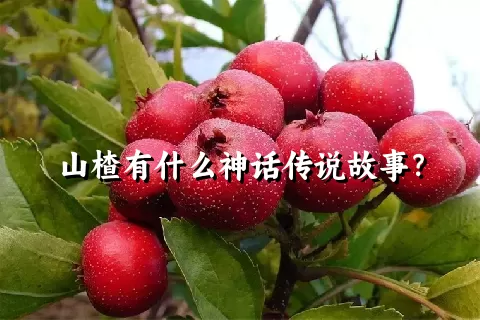 山楂有什么神话传说故事？