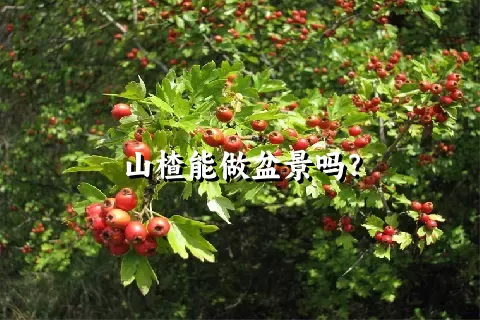 山楂能做盆景吗？