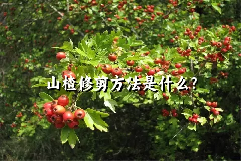 山楂修剪方法是什么？