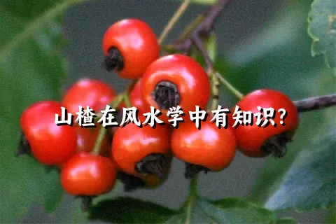 山楂在风水学中有知识？