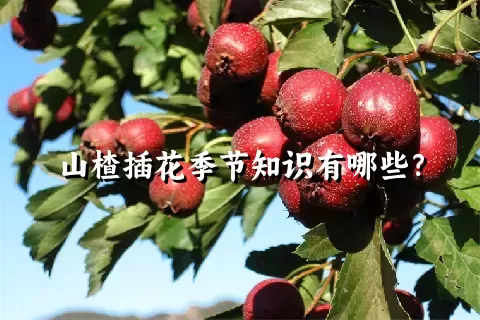 山楂插花季节知识有哪些？