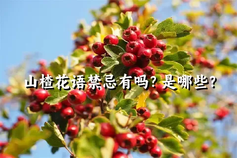 山楂花语禁忌有吗？是哪些？