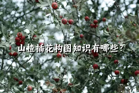 山楂插花构图知识有哪些？