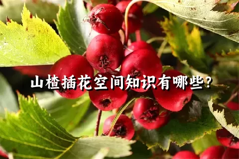 山楂插花空间知识有哪些？