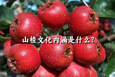 山楂文化内涵是什么？