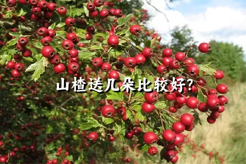 山楂送几朵比较好？