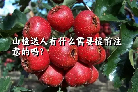 山楂送人有什么需要提前注意的吗？