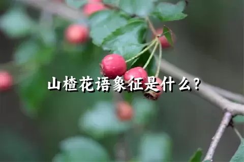 山楂花语象征是什么？