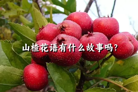 山楂花语有什么故事吗？