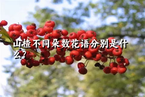 山楂不同朵数花语分别是什么？