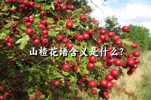 山楂花语含义是什么？