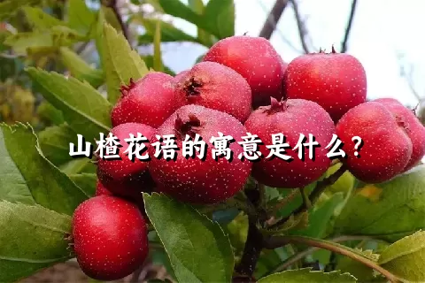 山楂花语的寓意是什么？