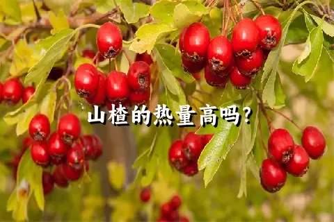 山楂的热量高吗？