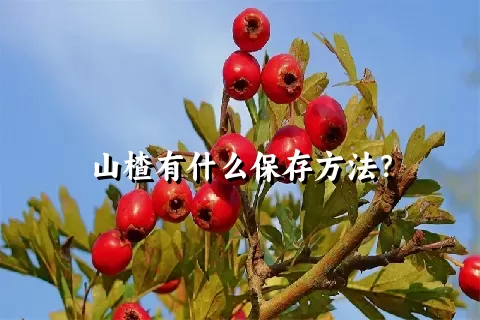 山楂有什么保存方法？