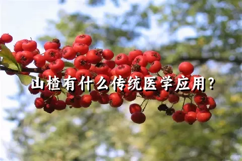 山楂有什么传统医学应用？