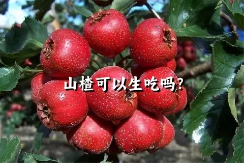 山楂可以生吃吗？