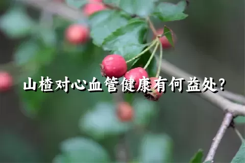 山楂对心血管健康有何益处？