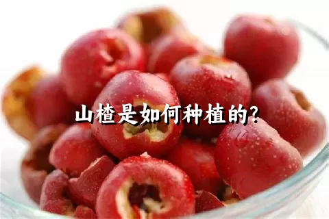 山楂是如何种植的？