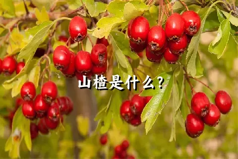 山楂是什么？